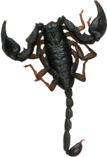 Scorpione.png